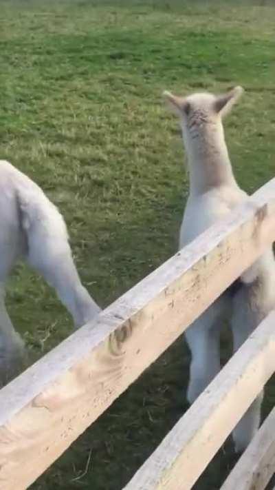 Did you know alpacas can skip?