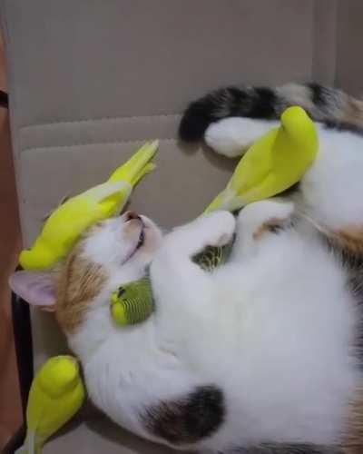 she likes to sleep with budgies