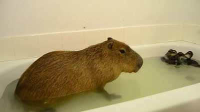 Capybara Farts