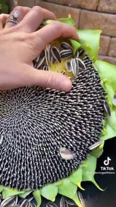 Harvesting sunflower seeds is appealing