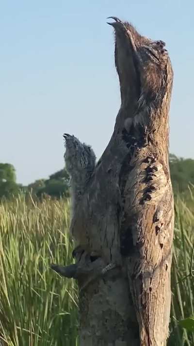 🔥 Camouflage of a Potoo bird and it's chick 