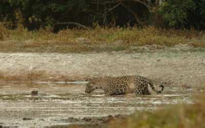 Totin female kills a young capybara who is unable to escape in the shallow pond left during the dry season. Recorded in Hato la Aurora, Colombian Llanos for PBS' series 