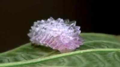 Jewel Caterpillar in the Amazon rainforest