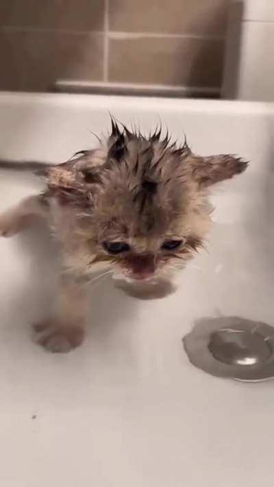 Cute kitten drinking water