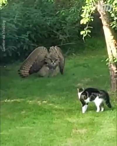 Owl making itself look big to scare away a cat