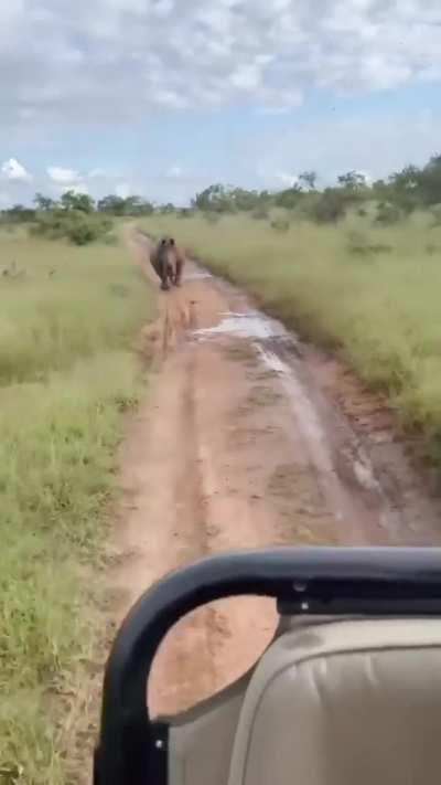 Rhinos are big but also fast 