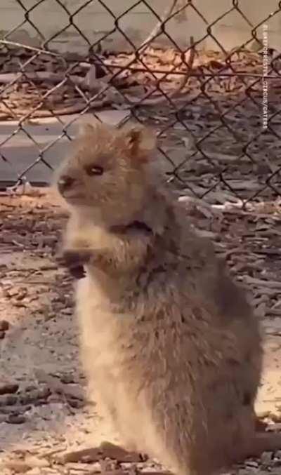 Quokkas are adorable