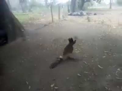 Chicken fights off hawk trying to steal chicks on a farm