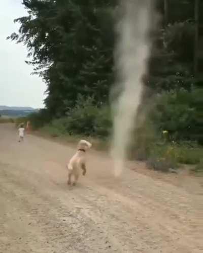 Dog Stops Tornado