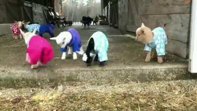 Pajama Goats