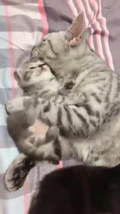 kitten wiggles near mother cat