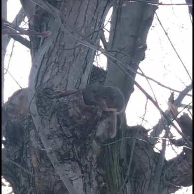 Lulu the squirrel carrying then shoving one of her babies in their new home