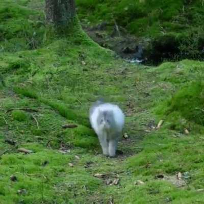 Norwegian Forest cat!