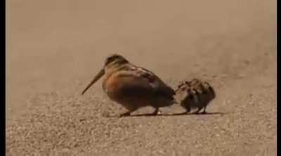 Woodcock teaching it's young how to hunt for worms.