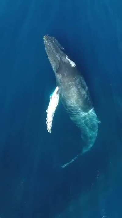 A whale creating a rainbow spout