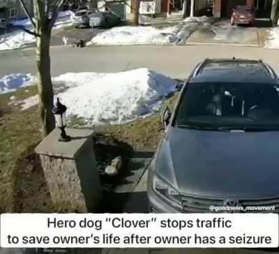 “Clover” unleashes themself and stops traffic after their owner has a seizure!