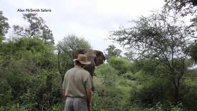 The balls on this guy. Totally unfazed by this wild elephant.