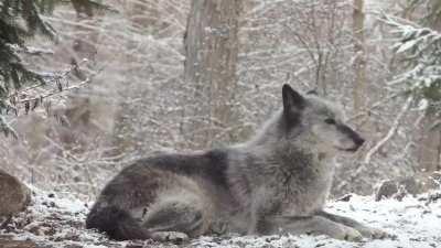 How this grey wolf howls and gets response from the entire forest