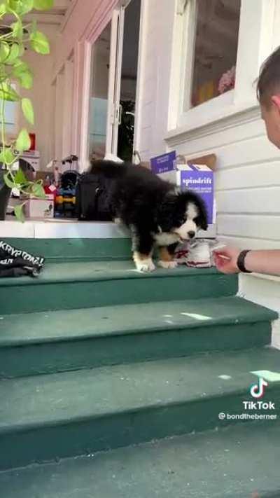 Doggo learn to climb down the stairs