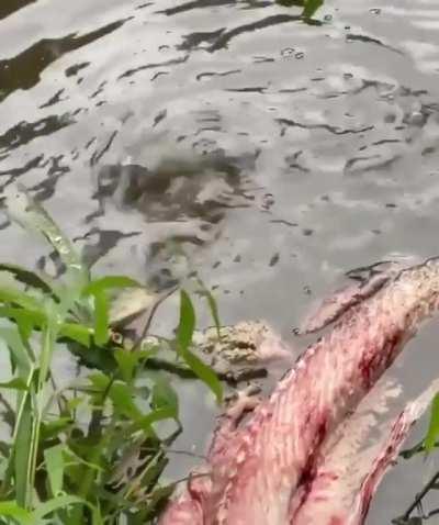 Gator of rollinad: Master of roll and drifting