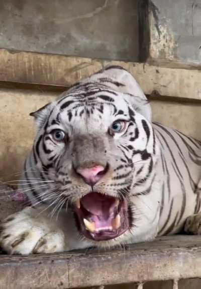 A extremely rare white bengal little kitty