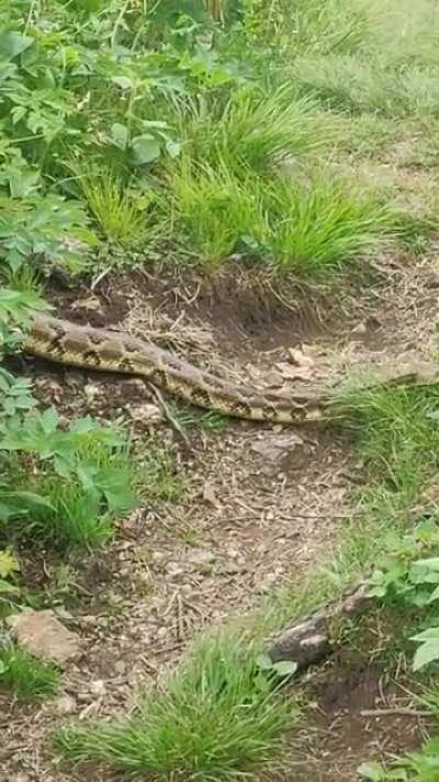 I was told some of y'all would appreciate this massive snake I came across on the Appalachian Trail [Buena Vista, VA]