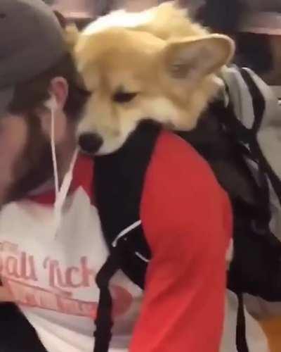 Puppy enjoying it’s time on the subway