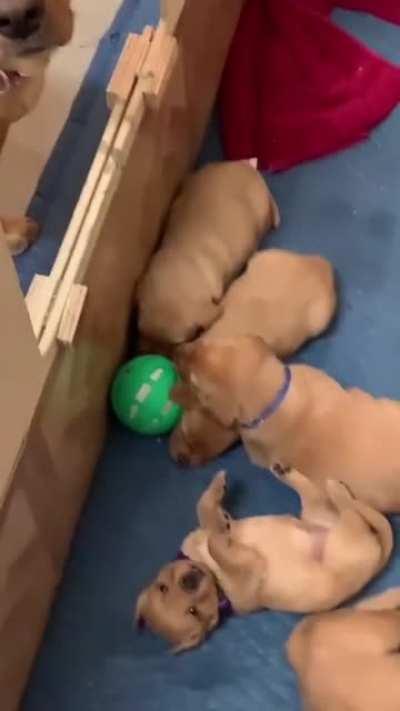 kids are too small to play with the ball that their mom brought.