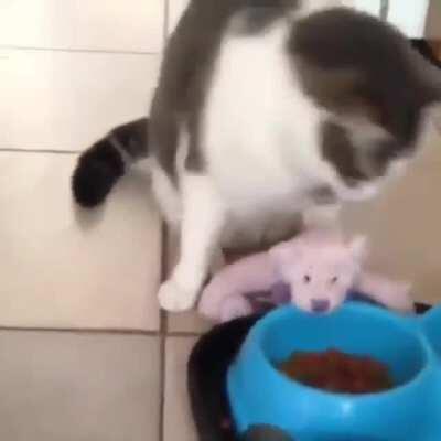 to feed his toy bear