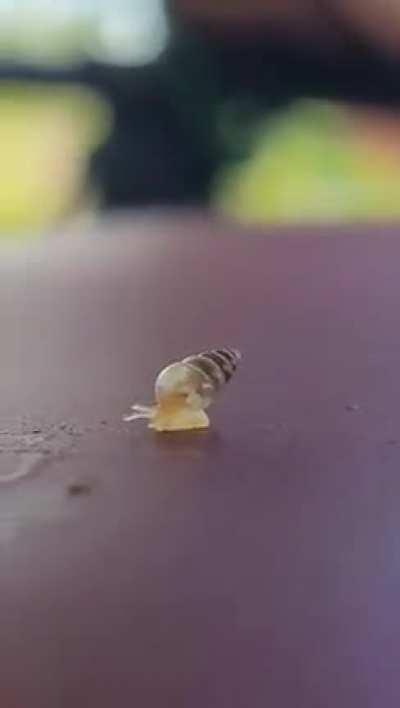 This baby snail