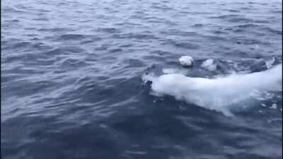 Playing fetch with a beluga whale