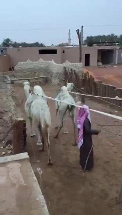 This camel-powered irrigation system