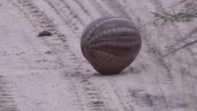 Armadillo rolling into ball.