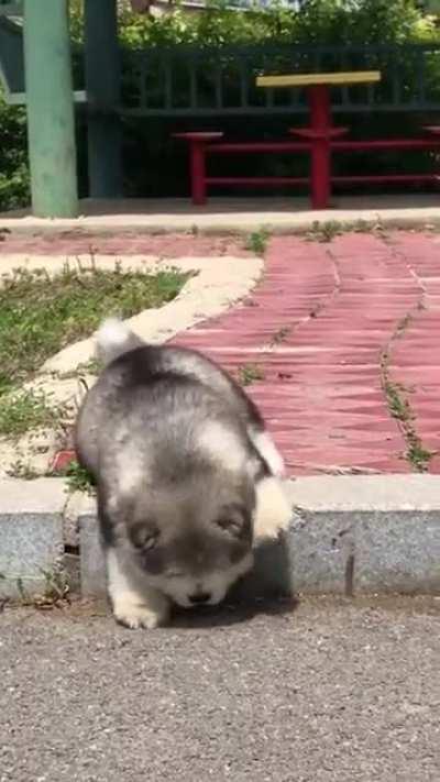 Cute Baby Alaskan Malamute 🐶