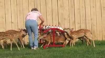 how to feed a lots of baby deer at same time