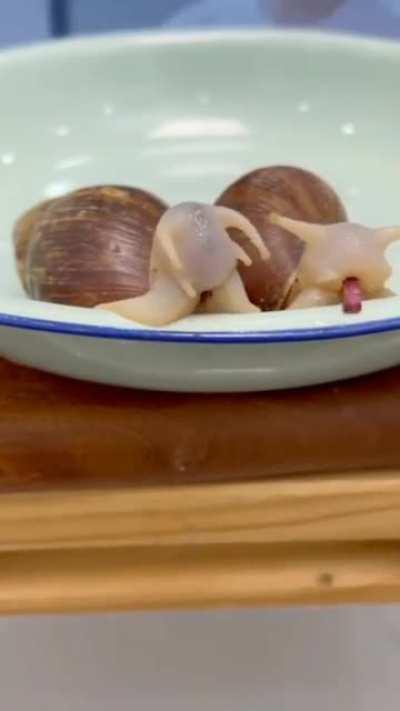 snails eating beetroot