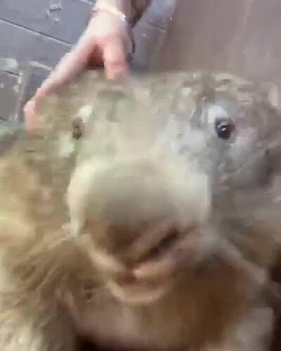 Wise old-man-wombat loves his scritches