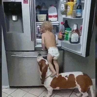 Helpful dog helps his little friend to get something out of the fridge