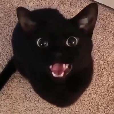 Black meowwwww