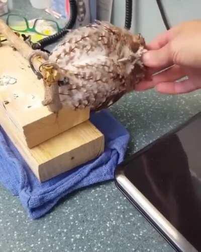 🔥 Screech Owl getting his head scratched.