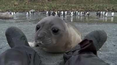 Curious Baby Seal Approaches Cameraman