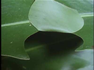 This caterpillar creates a little hut to hide from predators while eating