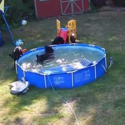 Mother breaks into neighbor's backyard so she and her 5 children can play in neighbor's pool.