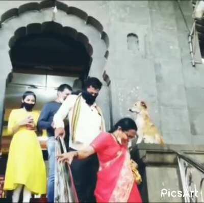 Stray dog giving blessings to people at a temple