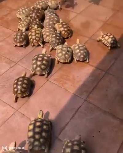 A creep of Tortoises