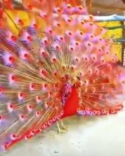 Look at this peacock!