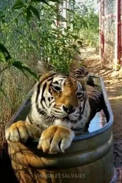 Big Kitty Cooling Off!