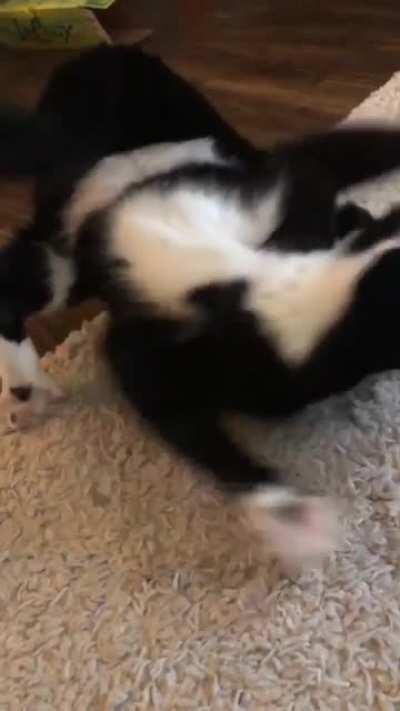 Sometimes he gets his feet stuck to the carpet