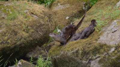 🔥 River Otter mama shows me her 'jelly dance' - ALSO LOOK HOW CUTE HER PUPS ARE!!!!!