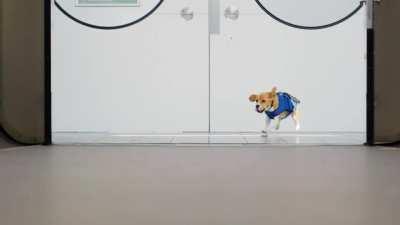 Dog works at airport returning passengers lost items.